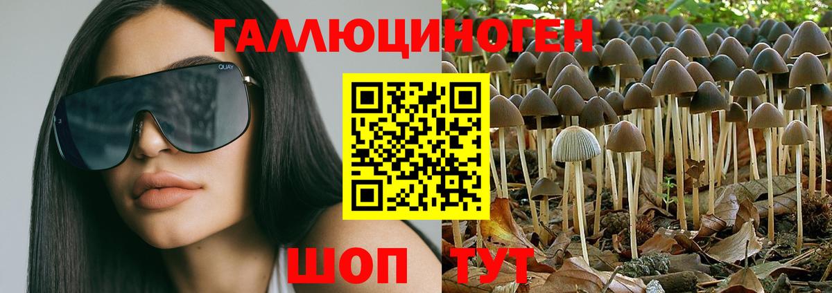 наркота  Губаха  Галлюциногенные грибы Psilocybine cubensis 